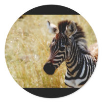 Zebra Foal wildlife stickers