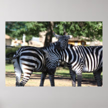 Zebra Friends Poster