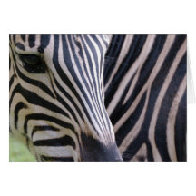 Zebra Greeting Card