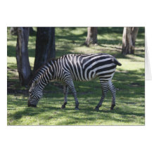 Zebra Greeting Cards