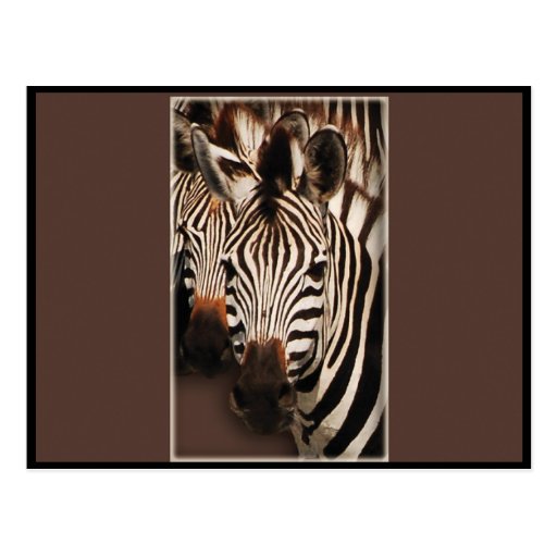 Zebra greeting cards - postcards