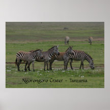 Zebra in a Row - Print