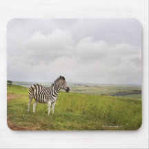 Zebra in the countryside, South Africa Mouse Pads