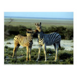 Zebra Kissing Post Cards