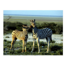 Zebra Kissing Post Cards