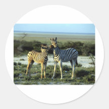 Zebra Kissing Stickers