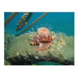 Zebra Lion Fish Post Card