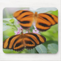 Zebra Long Wing Butterfly 2 Mousepad
