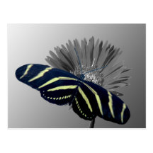 Zebra Longtail on a Daisy Post Cards