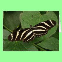 Zebra Longwing Butterfly Greeting Card cards