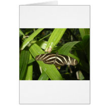 Zebra Longwing Butterfly Greeting Card
