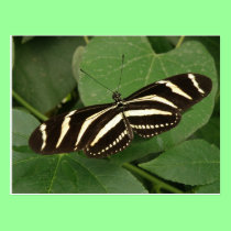 Zebra Longwing Butterfly Postcard postcards