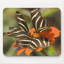 Zebra Longwing (heliconius charitonia) on flower Mouse Pads