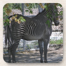 Zebra Love Drink Coasters