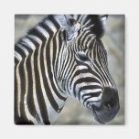 Zebra Lovers Art Gifts Fridge Magnets