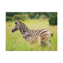 Zebra mom and baby canvas prints