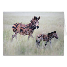 Zebra mom and baby card