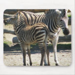 Zebra mother and baby - mousepad mousepads