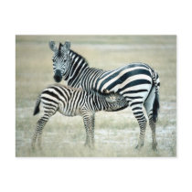 Zebra Mother and Feeding Foal Post Card