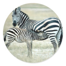 Zebra Mother and Feeding Foal Round Stickers