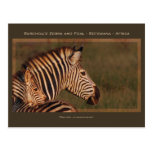 Zebra mother & baby safari greeting cards postcards