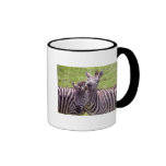 Zebra mug