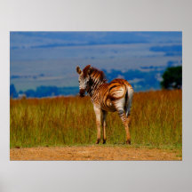 Zebra on the mountain posters