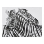 Zebra Original Pencil Drawing Post Cards