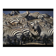 Zebra Pack Post Card