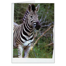 Zebra paper products greeting cards