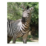 Zebra Photo Design Postcard