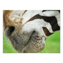 Zebra Photo Art