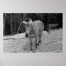 Zebra Photograph Poster