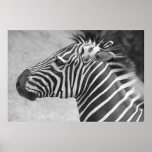 Zebra  Photograph Posters