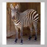 Zebra Picture Posters