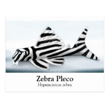 Zebra Pleco Postcard