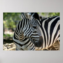 Zebra Pose Framed Print