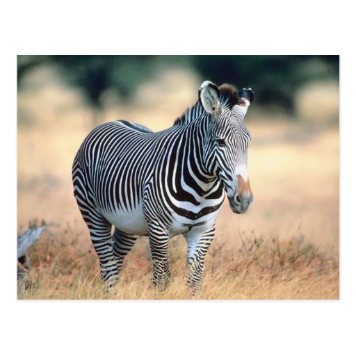 Zebra Post Card