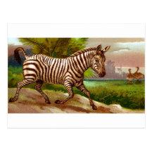 Zebra Post Cards