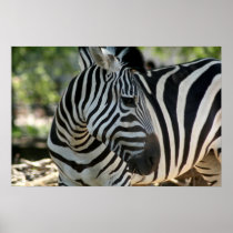 Zebra Post Framed Print