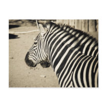 Zebra Post Cards