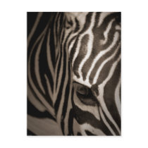 Zebra Postcards