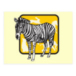Zebra Postcard