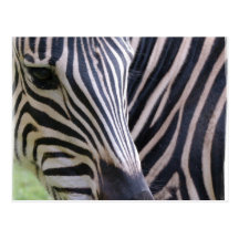 Zebra Postcard
