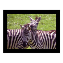 Zebra postcard