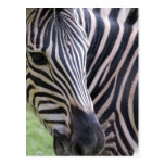 Zebra Postcard