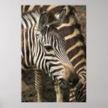 Zebra Poster