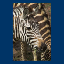 Zebra posters