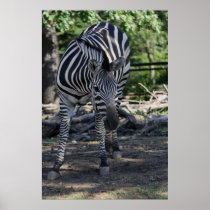 Zebra Poster