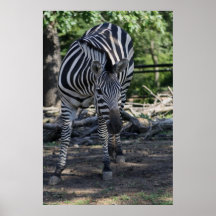 Zebra Poster